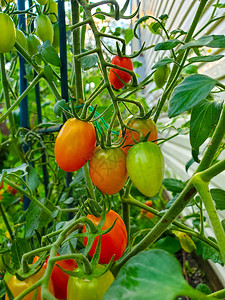 新鲜西红柿植物花园图片