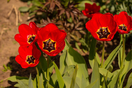 一束美丽的春天花朵五颜六色的郁金香图片