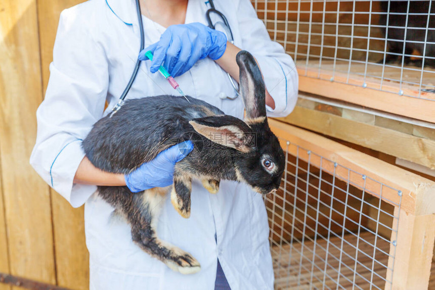 兽医妇女用注射器拿着和注射兔子在牧场背景关闭兽医手中的兔子在自然生态农场接种疫苗动物护理和图片