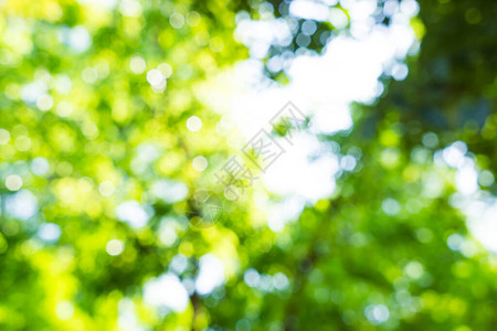 淡绿色黄树带bokoh背景自然背景图片