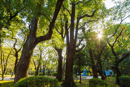 日本东京Ueno公共城市公图片