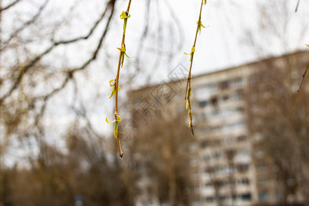 城市里长着蓬松花蕾的柳枝近在咫尺图片
