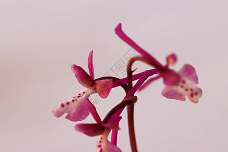 淡紫色斑点野生兰花图片