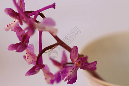 淡紫色斑点野生兰花高清图片