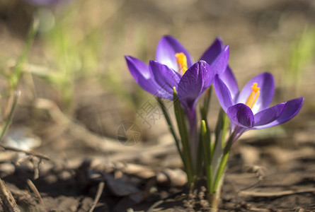 明亮的春天阳光下的紫色克罗斯花朵雪融化后的第一批花朵图片