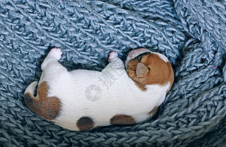 JackRussellTerrier小狗睡在灰色的毛毯上图片