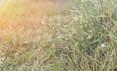 早春野花的小绿叶和白花温柔的春天复活节背景图片