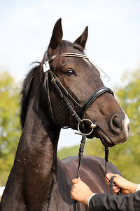 纯种的年轻马在动物农场摆姿势户外一匹纯种年轻赛马的画像一匹年轻图片