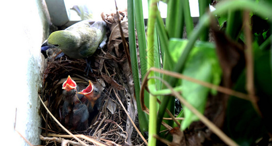 在萨尔瓦多市卡布拉附近的Cabula附近看到鸟类喂养幼鸟CCBY图片