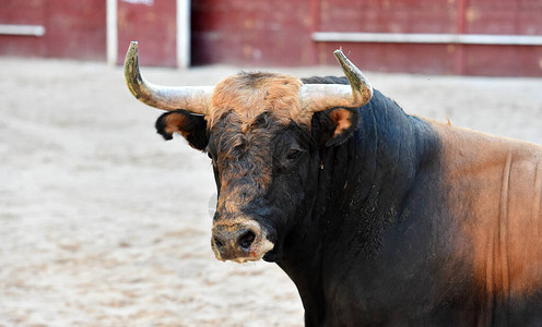 一只凶猛的公牛大角在西班牙的传背景图片