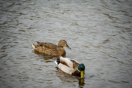 湖上的野鸭子在河里鸭子在河边游泳野鸭背景图片