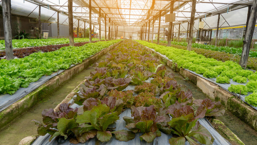 有机农田蔬菜种植温室遮荫下苗圃黑色塑料片在棕壤上铺展的青红图片