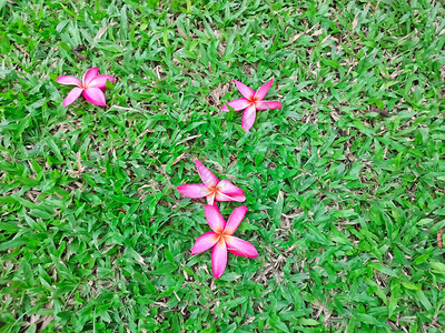 盛开的鸡蛋花红瓣落在绿地毯草坪院子背景上高清图片