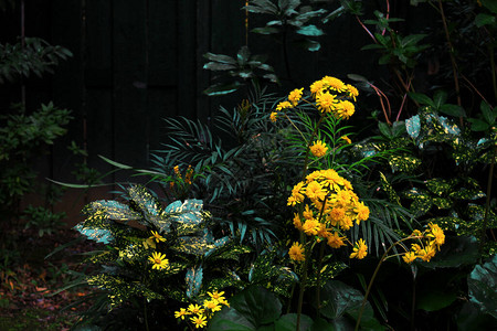 静谧的十一月花园小菊花图片
