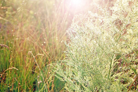 阳光下晨露中的芦笋枝黎明时滴露水的芦笋绿叶图片