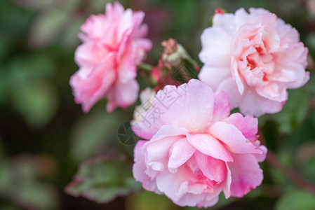 花园中三朵美丽的粉红玫瑰与叶子背景的光图片