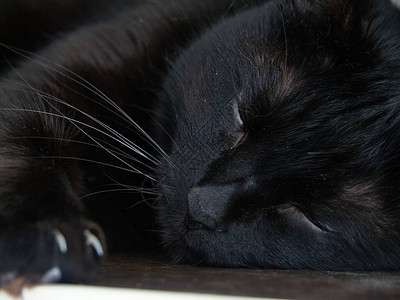 一只黑猫睡在架子上图片