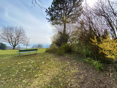 苏黎世湖上城市郊区的早春观赏花园苏黎世州或瑞士苏图片