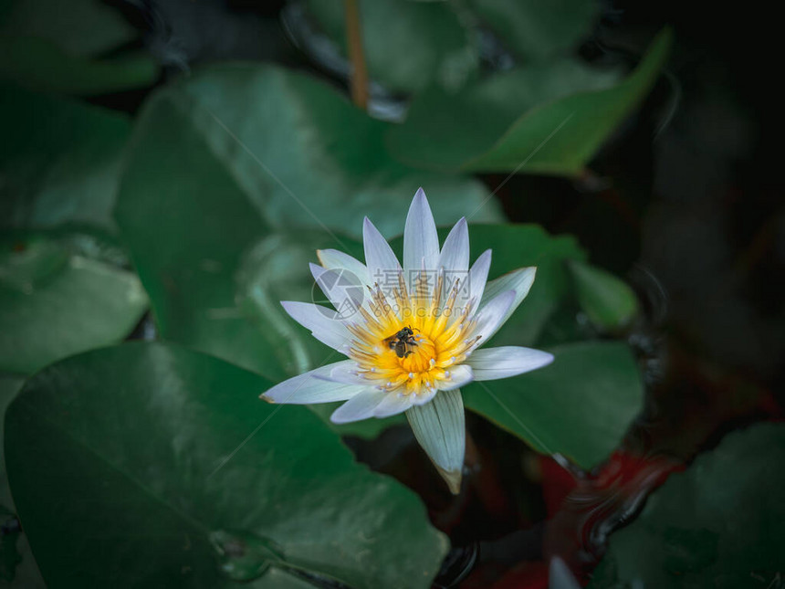 美丽的白莲花在池塘的黄花粉上有两个虫子还有绿莲图片