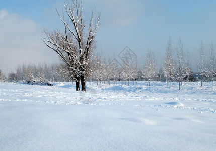 冬季寒冷日的雪和冰覆盖树木图片