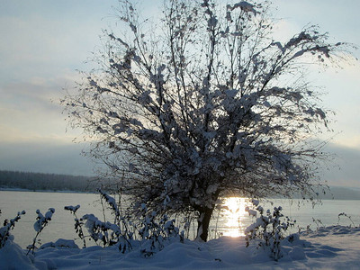 冬季寒冷日的雪和冰覆盖树多瑙河环境塞图片