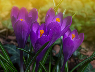 开花的紫色花朵森林中第一颗春花还有美丽的晨光有选图片