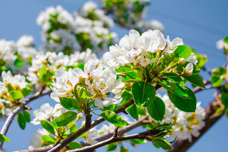 以白花和绿色青叶为生果实的梨子树开花枝图片