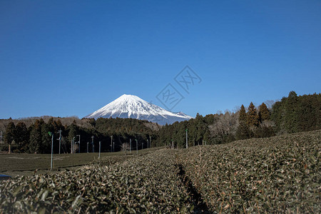 静冈县富士宫的富士山景茶树静冈是世界上最好高清图片