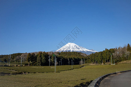 静冈县富士宫的富士山景茶树静冈是世界上最好图片