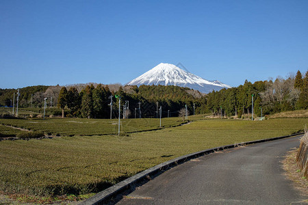 静冈县富士宫的富士山景茶树静冈是世界上最好高清图片