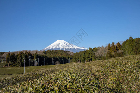 静冈县富士宫的富士山景茶树静冈是世界上最好高清图片