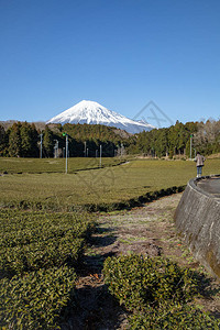 静冈县富士宫的富士山景茶树静冈是世界上最好高清图片