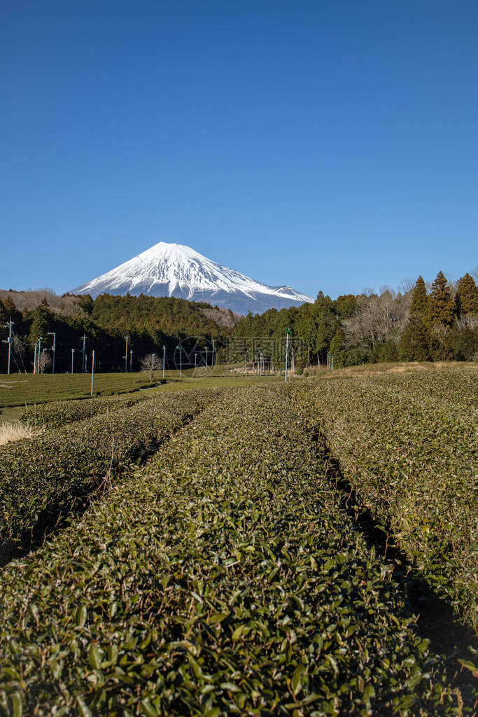 静冈县富士宫的富士山景茶树静冈是世界上最好图片