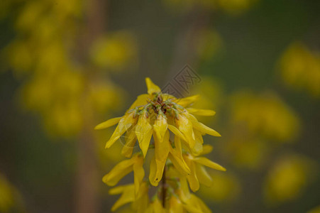 黄色扫帚花特写春天灌木与黄色开花图片
