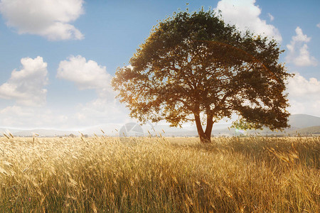日落时蓝天上的孤树村里日落大麦田里有一棵孤树的夏日风景图片