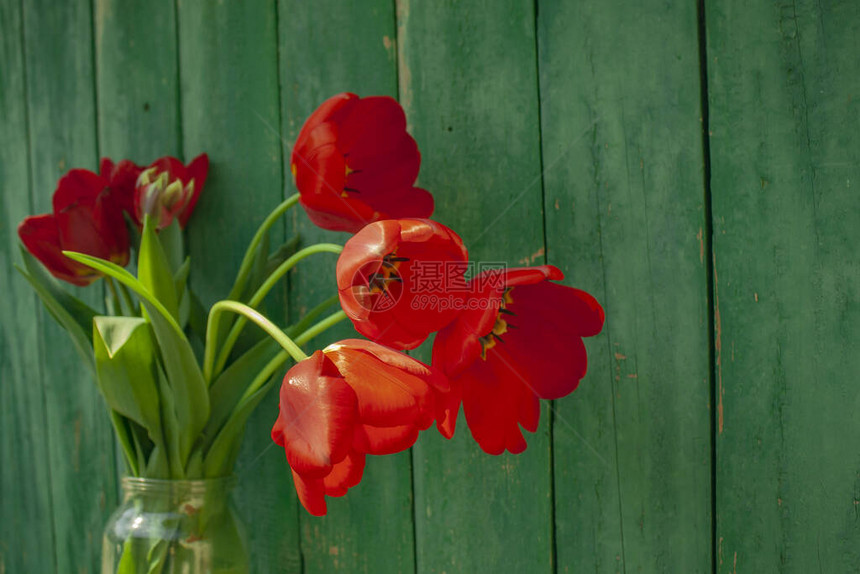 一束简单的红色郁金香花图片