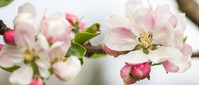 春天花园里的苹果花特写图片