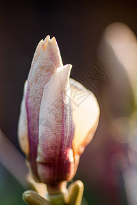 美丽的紫木兰花在春季的阳光下在大图片