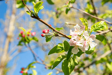 苹果树苹果树开花鲜嫩的粉图片