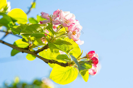 苹果树苹果树开花鲜嫩的粉图片