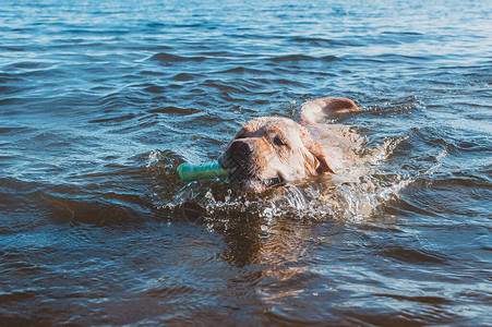 游泳对狗的骨骼有好处图片
