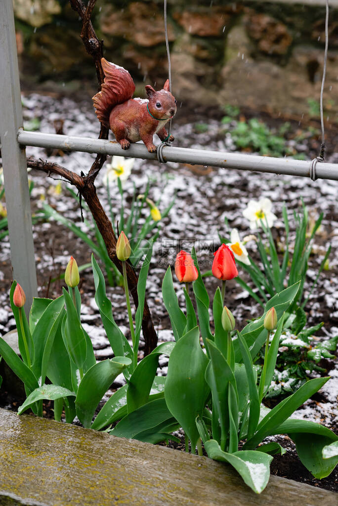 花园里的红春郁金香四月的松鼠和雪图片