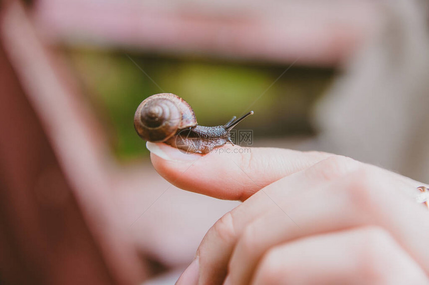 一只小蜗牛在手指上慢爬来去图片