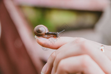 蜗牛在手指上慢爬行图片