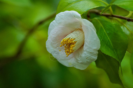 白山茶花绿叶山茶花图片