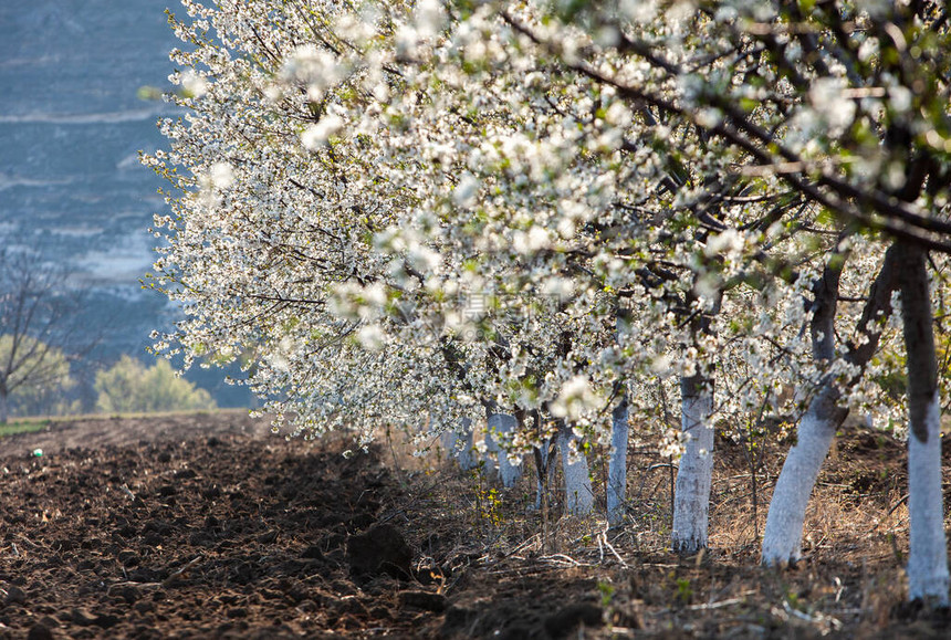 春天开花背景美丽的自然景观与盛开的树和太阳耀斑晴天春天的花朵田野里盛开的苹果树欧洲摩图片