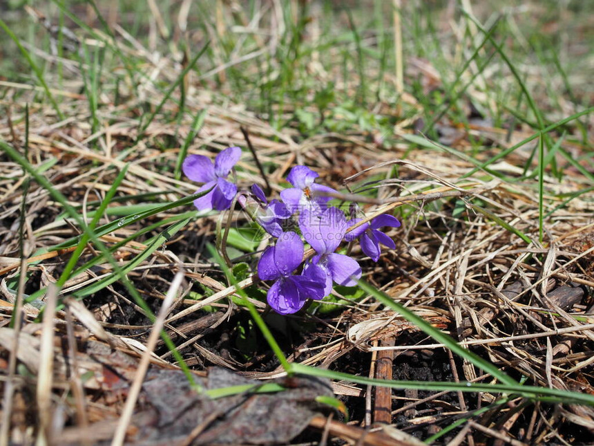 早春的紫林罗兰许多紫罗兰紫图片