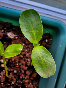 在花园里种植的向日葵植物向日葵幼苗安全食品自然环图片