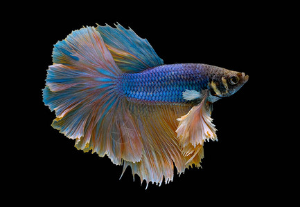以蓝色和浅黄色游为主要颜色的西亚马赛鱼在暗底背景向图片
