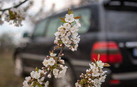 SUV在春天开花图片
